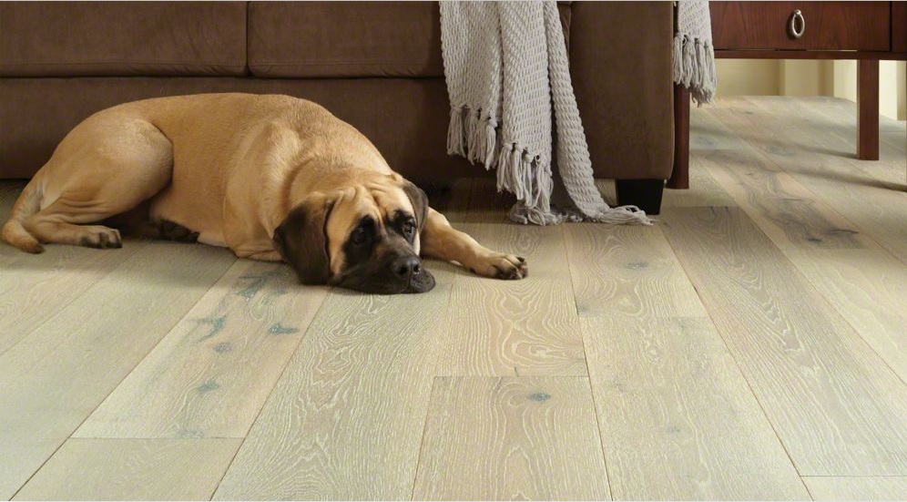 Hardwood American Patriots Flooring, Can Dogs Be Allergic To Hardwood Floors
